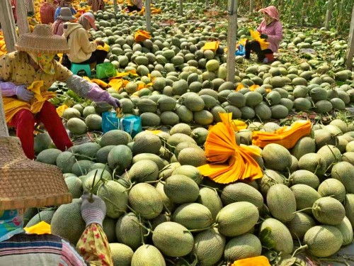 科技赋能农业新篇章 每日优鲜爱心助农频道一周助销2700万斤滞销农产品