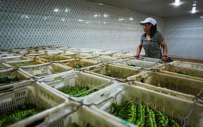 疫情之下，农产品上行之路如何更通畅？